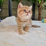 British shorthair