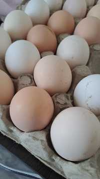 Инкубационое домашнее яйцо
