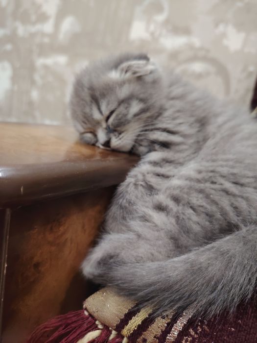 Skotish fold shotlandskaya vislouhaya mushukcha sotiladi 4 oylik qiz