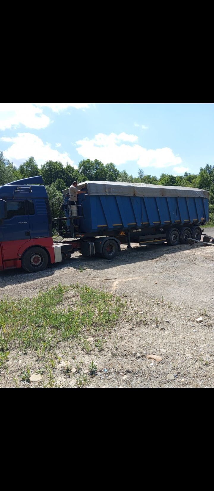 Rumeguș de brad(rășinoase)