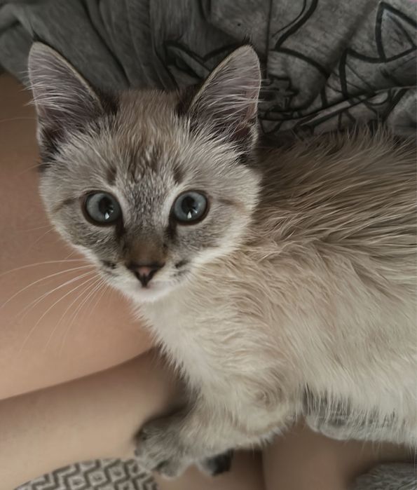 Отдам котенка 2 месяца, бесплатно в хорошие руки