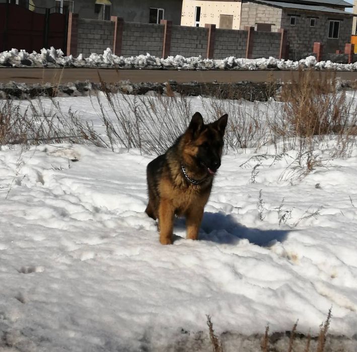 Продам немецкую овчарку