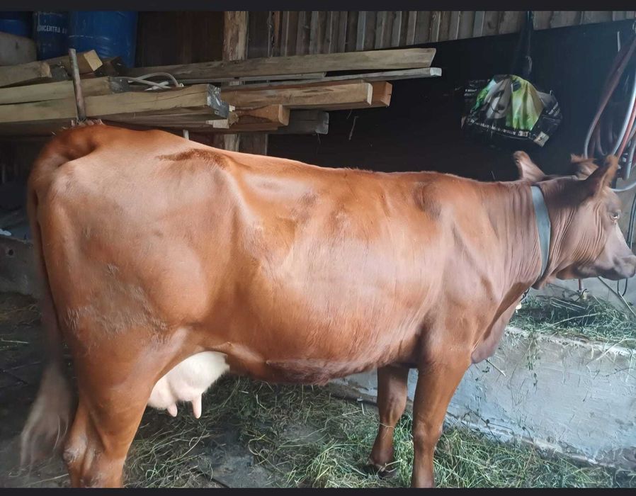 Vaca de vanzare...