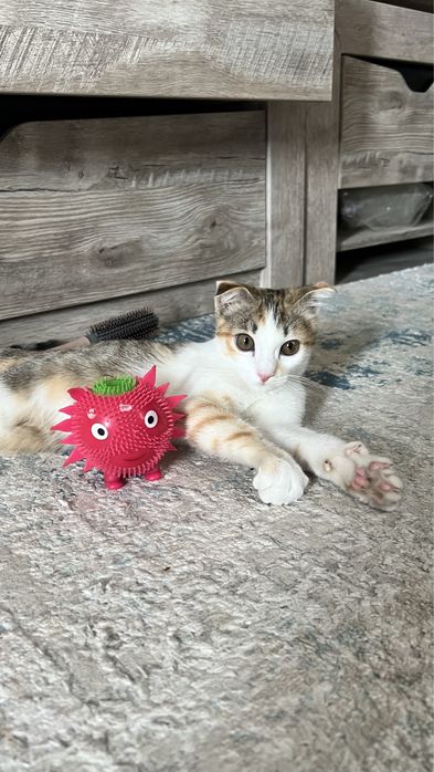 отдам котенка в хорошие руки