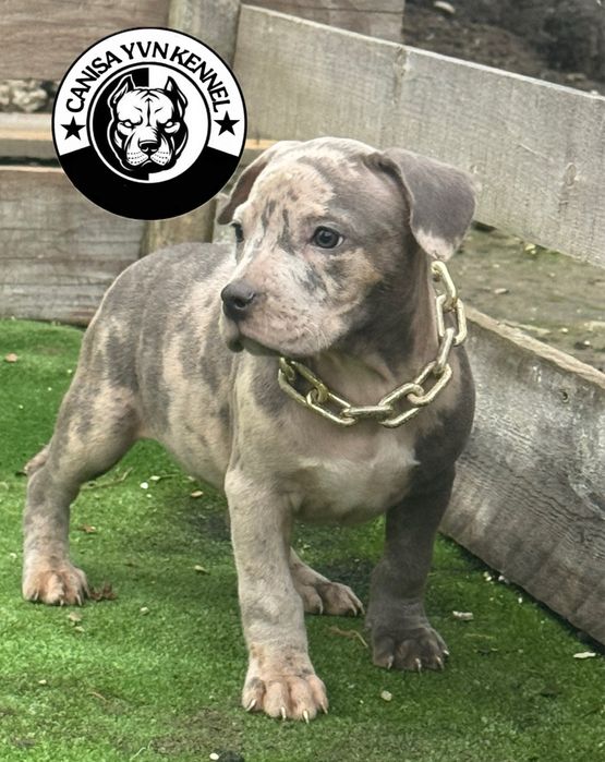 Femela amstaff blue merle