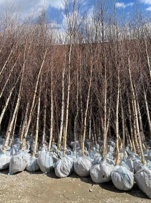 Plante ornamentale impresionante pentru colțuri speciale