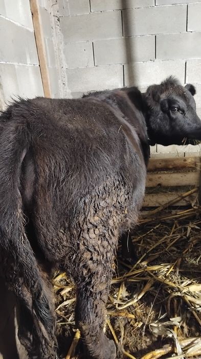 2 vitele angus disponibile