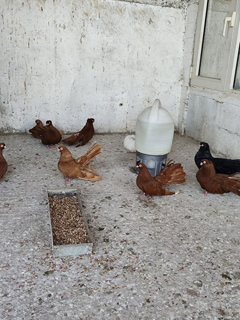 Продавам ломски гълъби