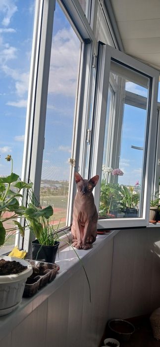 Отдаю даром кота