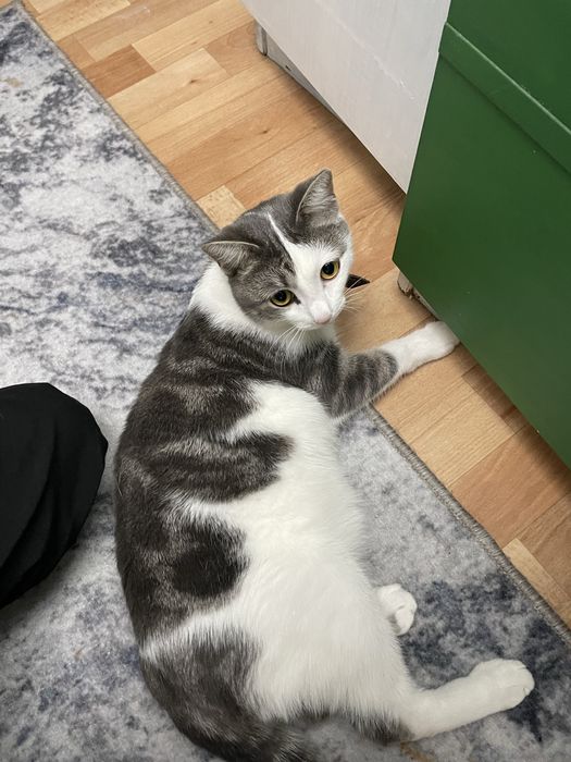 Отдам кота и кошку в добрые руки