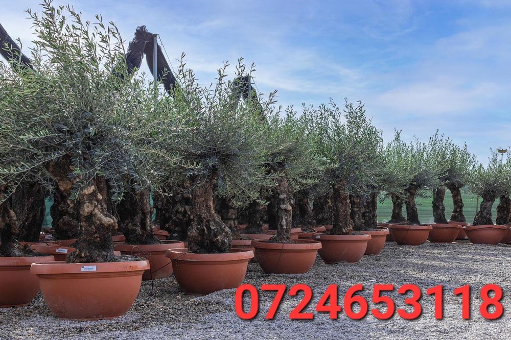 Maslin secular ( batran, gros ) Olea europaea,plante exotice, palmieri