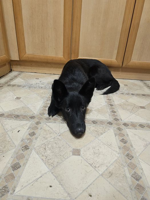 Отдаётся собака, собака ищет дом