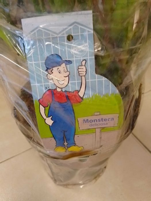 Филадендрон monstera deliciosa 2бр