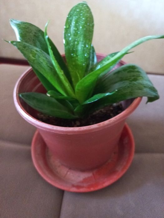 Сенсаверия 5000сум