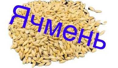 ячмень зерно корм 70тг