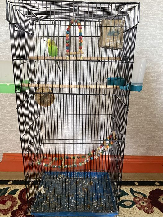 Папугай  парымен