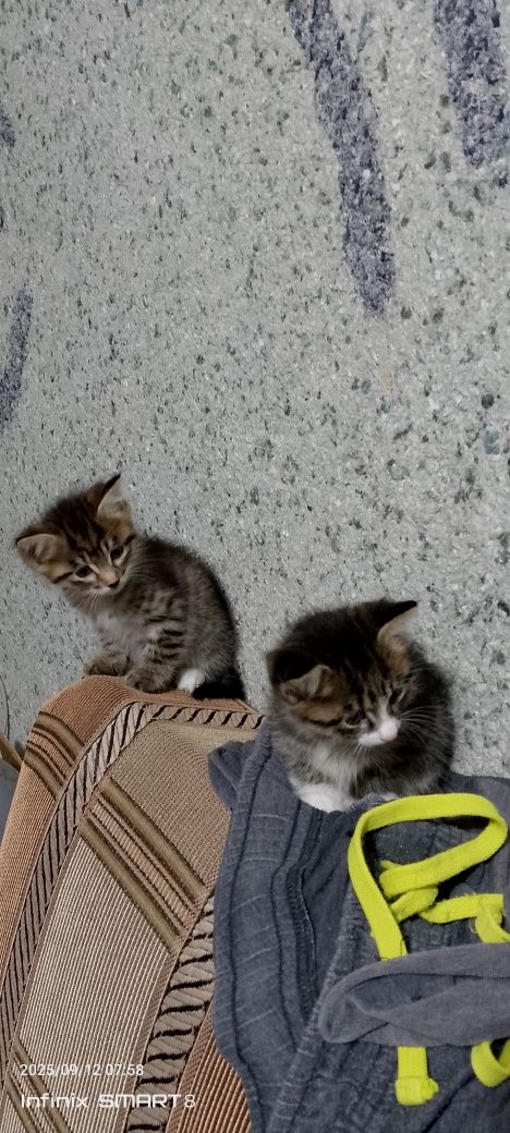 Котята отдам в хорошие руки
