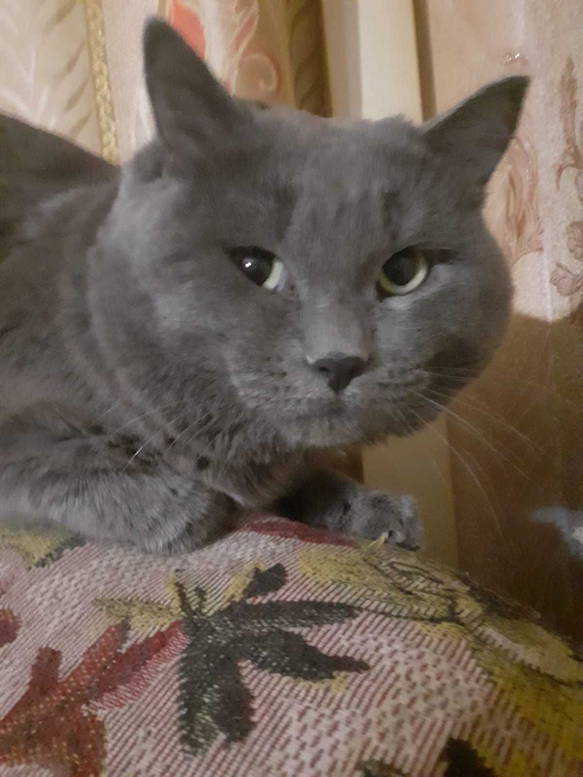 Продам котёнка,вислоухий,мальчик,8мес,шотландец, Так же, котят 3 мес.