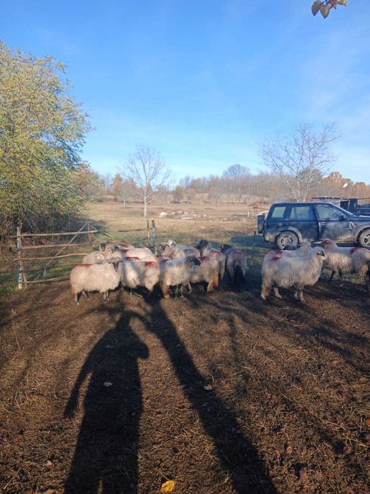 Oi de vânzare detalii la telefon