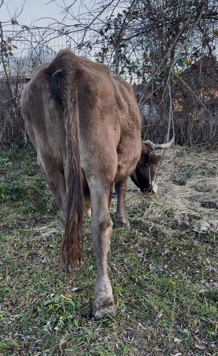 Vand vaca gestantă în 7 luni