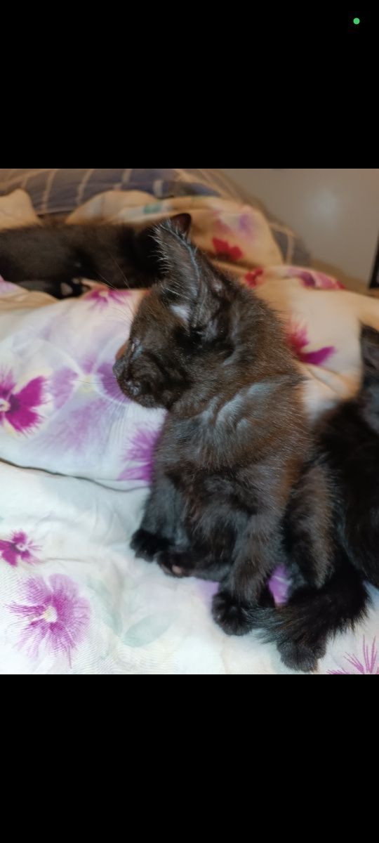 Котенок полтора месяца
