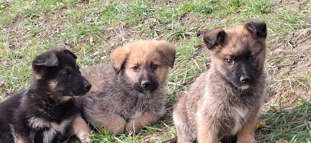 Donez 7 puiuți de căței. Căței se pot lua Gratis