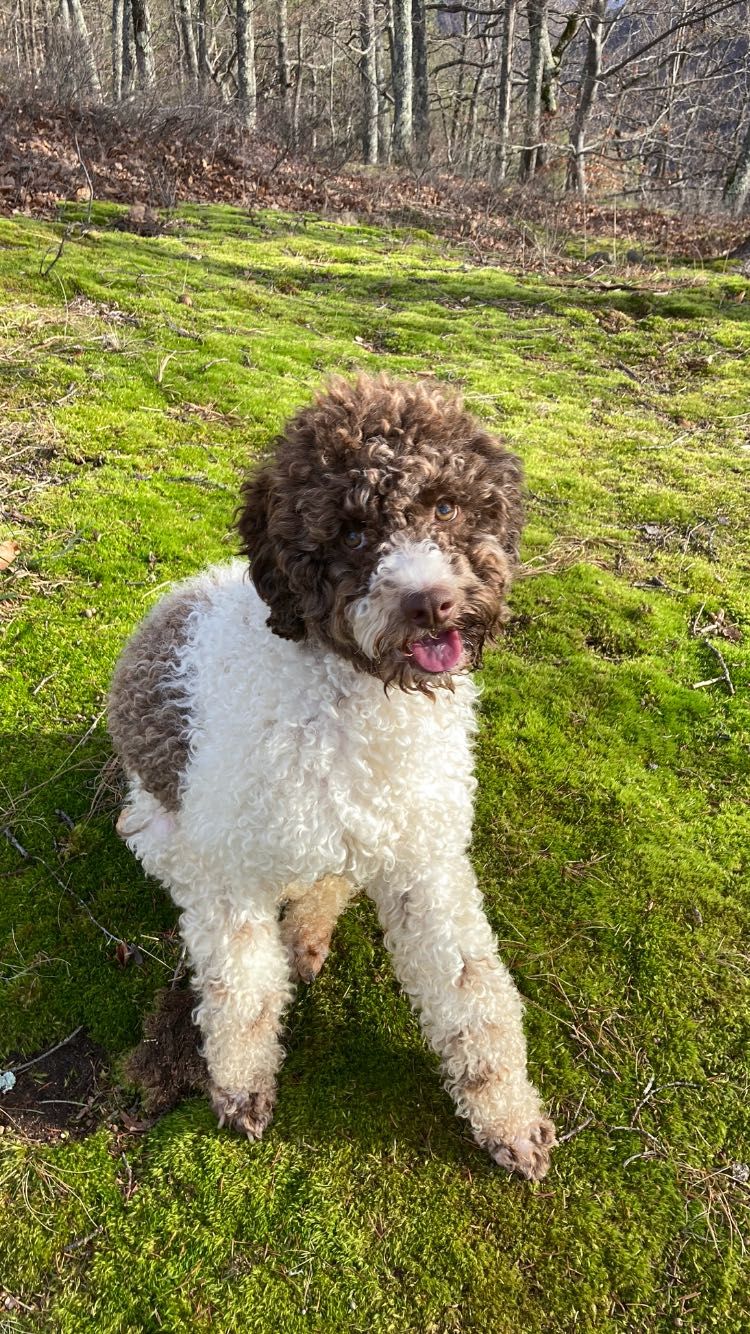 Lagotto Romagnolo