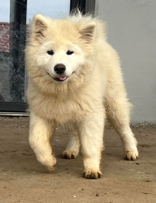 Se cauta familie iubitoare pui Samoyed