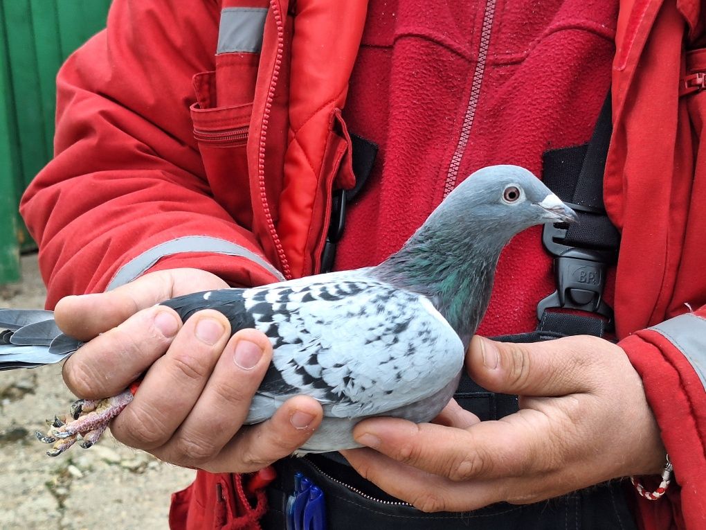 Vand porumbei voiajori matca Belgia