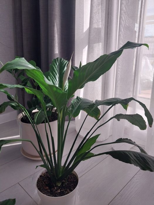 Срочно !!!Продам комнатные цветы.