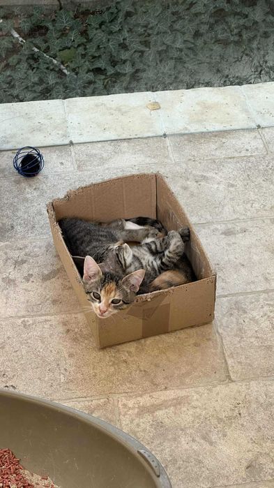 Pisoi de adoptat