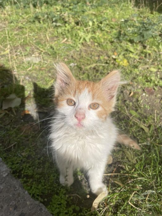 Котета търсят домове