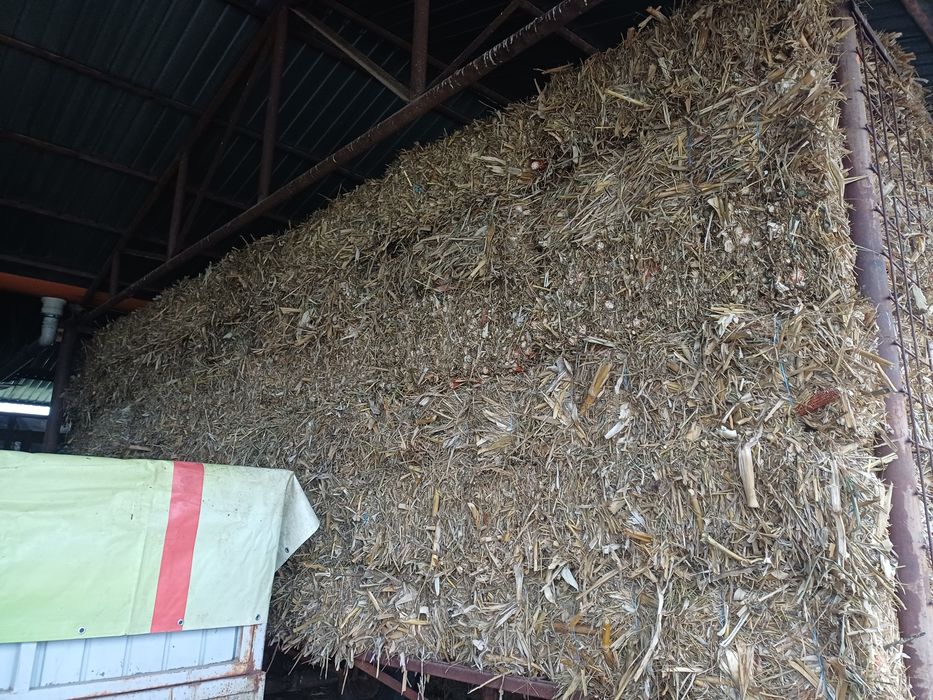 Baloti fan si coceni