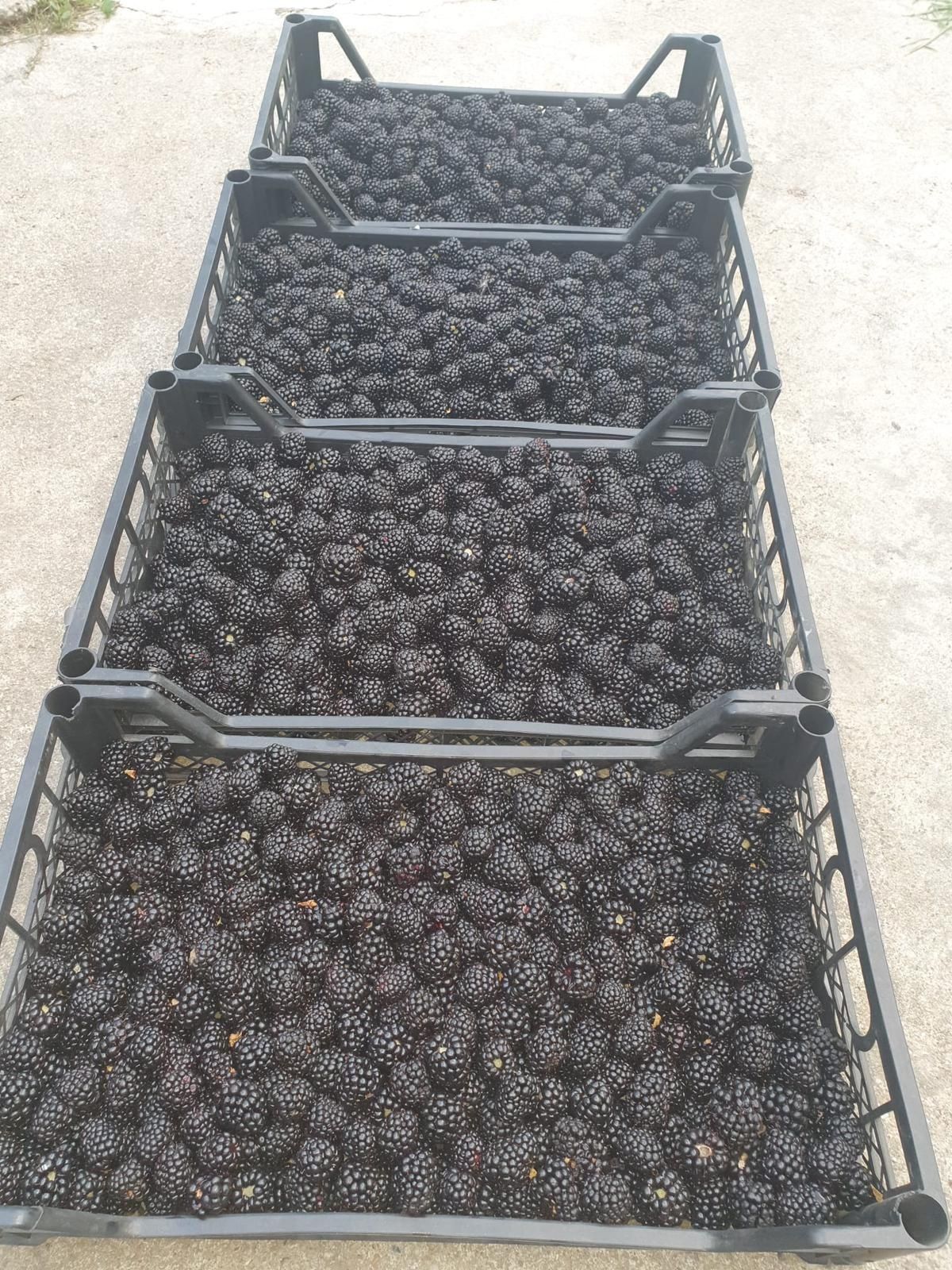 Mure de vânzare producție proprie