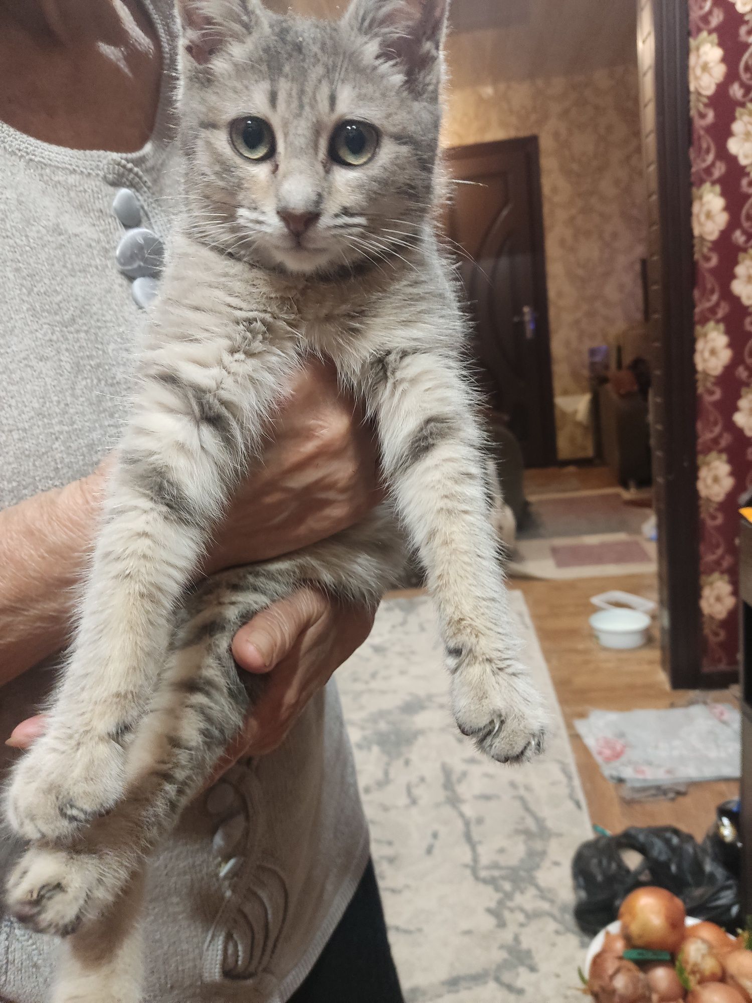 Котята в хорошие руки