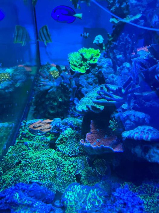 Acvariu Marin RedSea Reefer E250 cu echipamente/vietuitoare