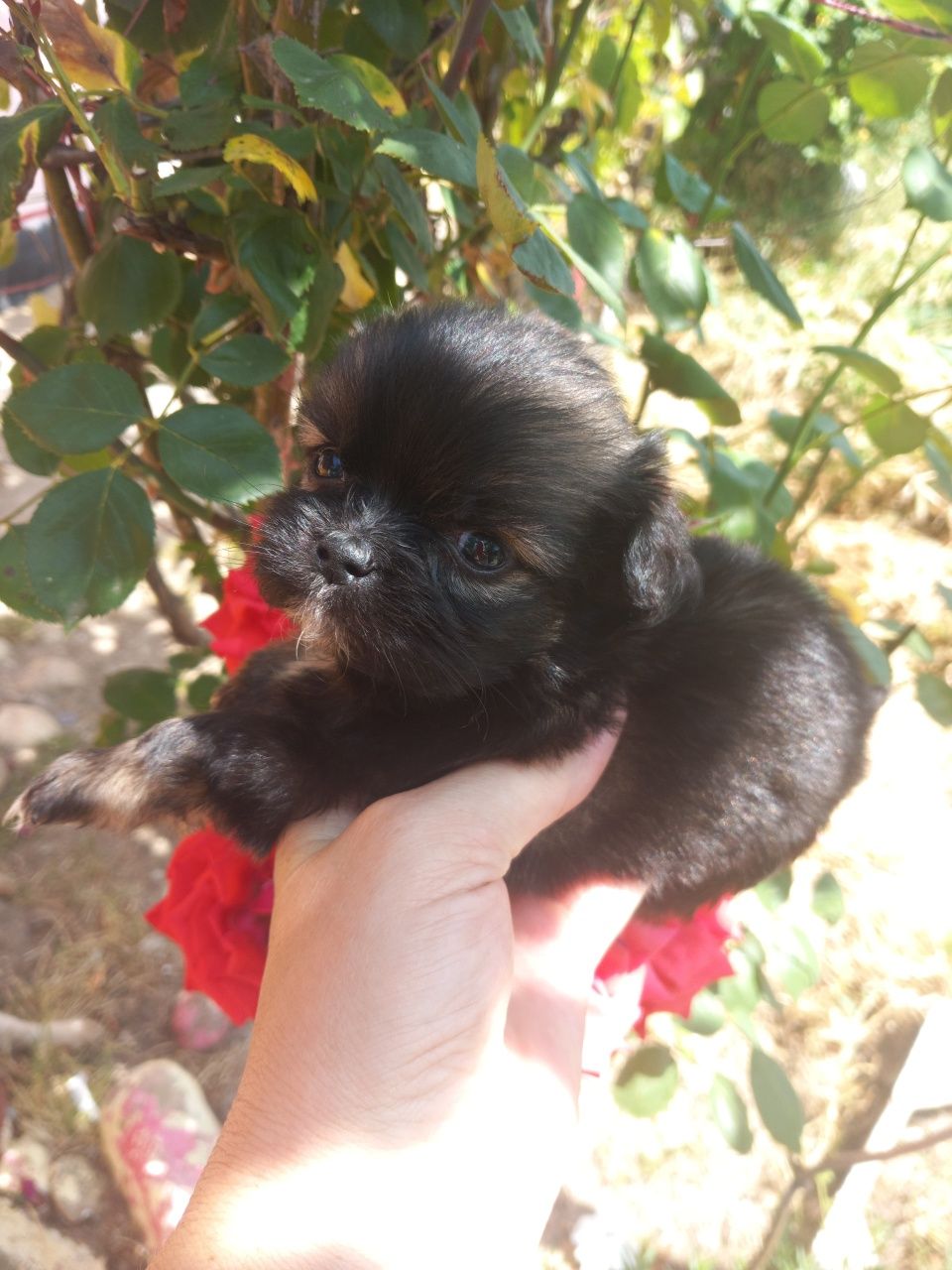 Shih.tzu pui toy