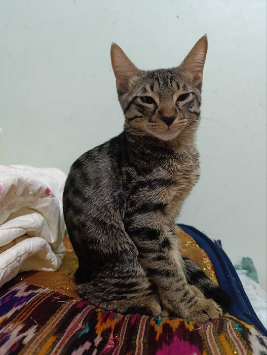 Котик в хорошие руки