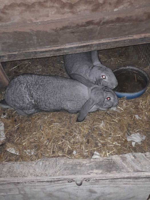 Продам взрослых  кролих и молодых кролов