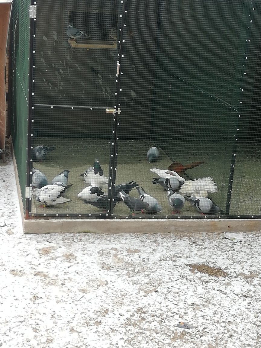 Vând porumbei voiajori maturi