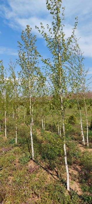 Mesteacan alb tei platani stejari