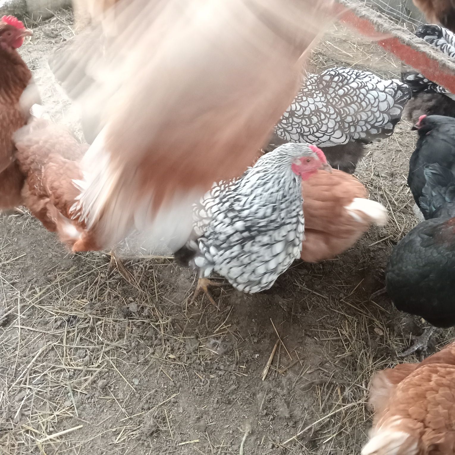 Gaini 70lei i bucata