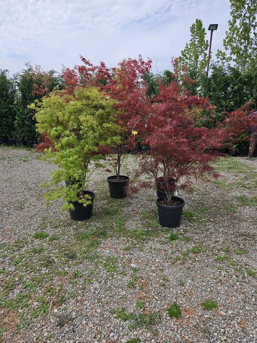 Arțar japonez toate dimensiunile