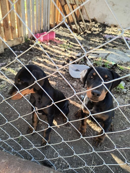 Ягтериери две женски на 6 месеца ваксинирани цена по 250 лв