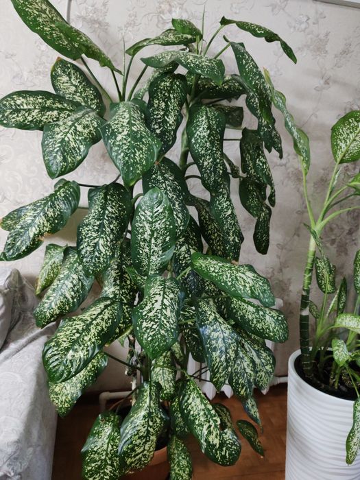 Цветок в офис. Диффенбахия пятнистая — красивое декоративное растение