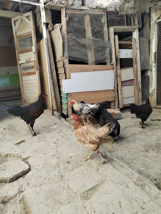 Товуклар сотилади