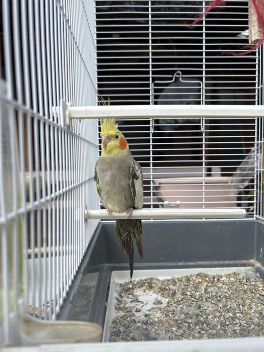 Vând nimfă, cu tot cu colivie