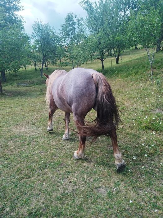 Vând iapa tânără - 6 ani
