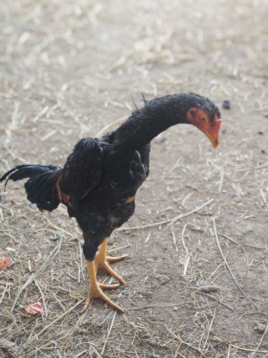 5 oylim xuruscha sotiladi