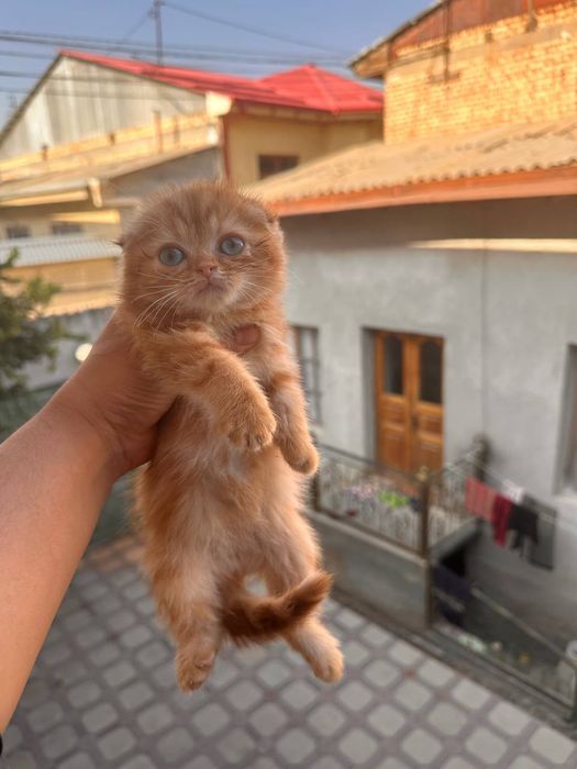 Продается скотиш фолд.